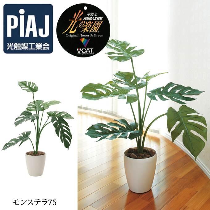 観葉植物 光触媒 おしゃれ モンステラ75 お祝い Weedmyths Ca