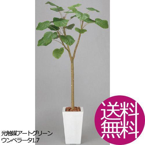 観葉植物 花 ガーデニング 造花 おしゃれ ウンベラータ1 7 おしゃれ お祝い 3a3601 400 Hh ウンベラータ1