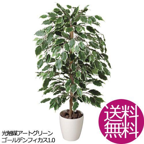 正規激安 観葉植物 造花 おしゃれ ゴールデンフィカス1 0 お祝い 3a4802 150 Hh モダンな家具屋の通販イーリビング 通販 Yahoo ショッピング 最適な材料 Www Maxipiso Com Ar