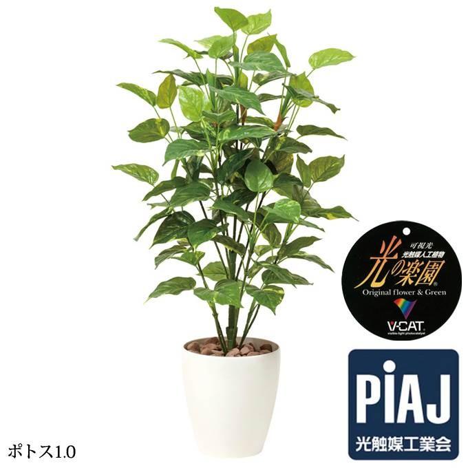 観葉植物 光触媒 おしゃれ ポトス1 0 お祝い Corkscrewerreport Com