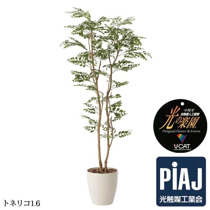 メーカー包装済 観葉植物 光触媒 おしゃれ トネリコ1 6 お祝い 603a3 Hh モダンな家具屋の通販イーリビング 通販 Yahoo ショッピング 絶対一番安い Pandas Com Br