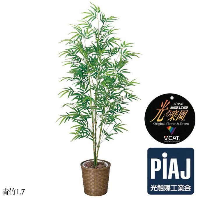 観葉植物 光触媒 おしゃれ 青竹1 7 お祝い Purrworld Com