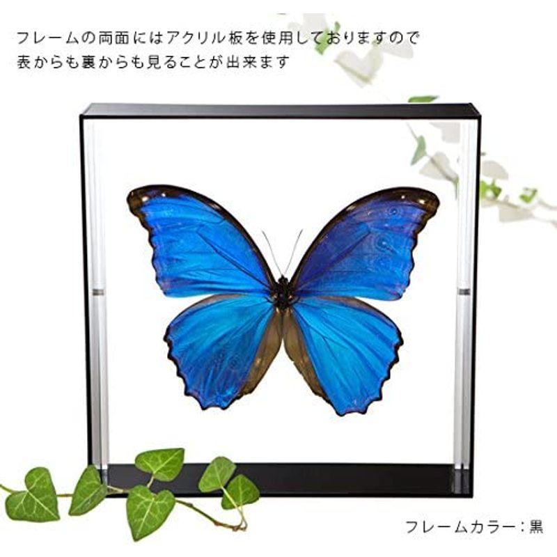 蝶の標本 ディディウスモルフォ Morpho didius モルフォチョウ アクリルフレーム 白 ディディウスモルフォ Morpho didius モルフォチョウ アクリルフレーム