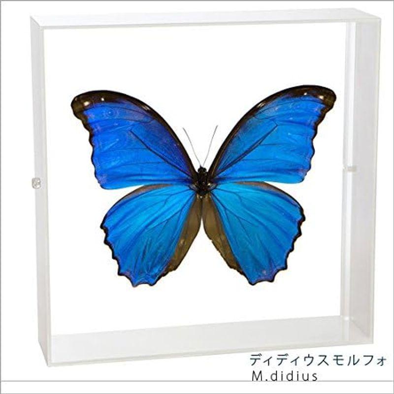 蝶の標本 ディディウスモルフォ Morpho didius モルフォチョウ アクリルフレーム 白 ディディウスモルフォ Morpho didius モルフォチョウ アクリルフレーム