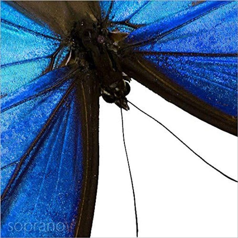 蝶の標本 ディディウスモルフォ Morpho didius モルフォチョウ アクリルフレーム 白 ディディウスモルフォ Morpho didius モルフォチョウ アクリルフレーム