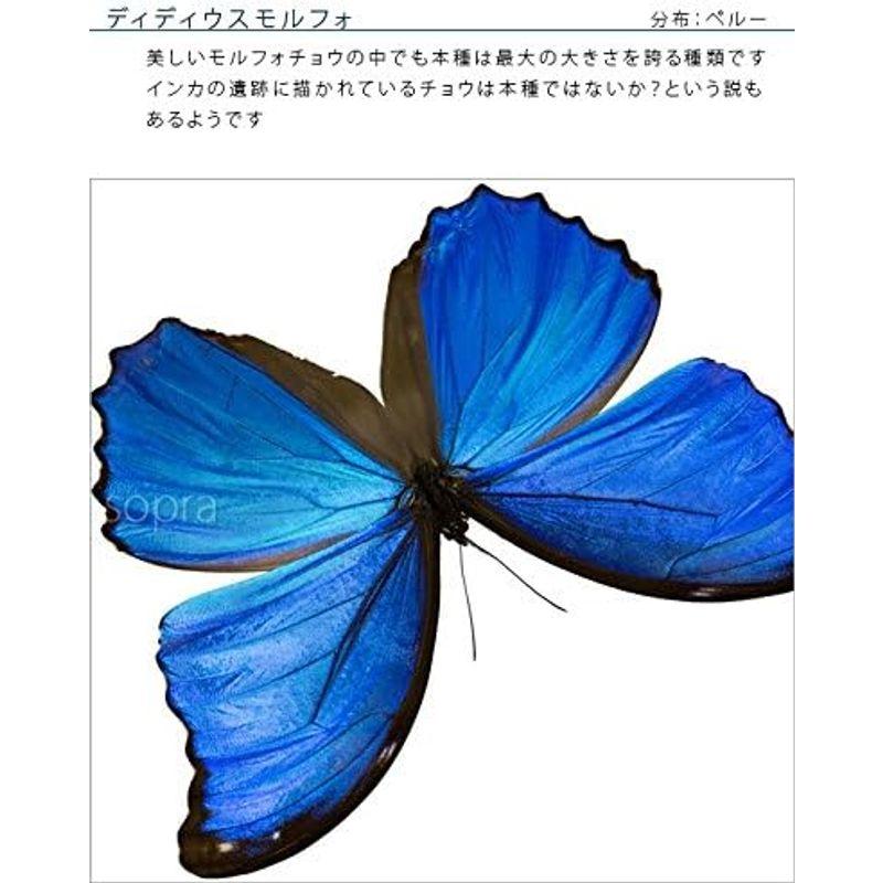 蝶の標本 ディディウスモルフォ Morpho didius モルフォチョウ アクリルフレーム 白 ディディウスモルフォ Morpho didius モルフォチョウ アクリルフレーム