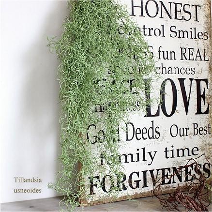スパニッシュモスハンギングブッシュ チランドシア ウスネオイデス 造花 インテリア フェイクグリーン Ct触媒 観葉植物 多肉植物 Ba フェイクグリーン みんとかふぇ 通販 Yahoo ショッピング