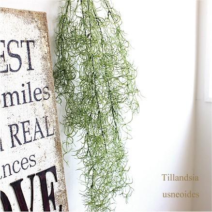 スパニッシュモス チランドシア ウスネオイデス 造花 インテリア フェイクグリーン Ct触媒 観葉植物 チランジア ティランジア ティランドシア Ba フェイクグリーン みんとかふぇ 通販 Yahoo ショッピング