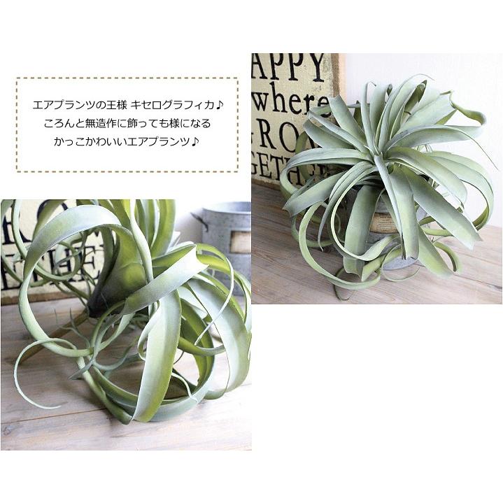 エアプランツ キセログラフィカ Φ38cm 造花 インテリア フェイク
