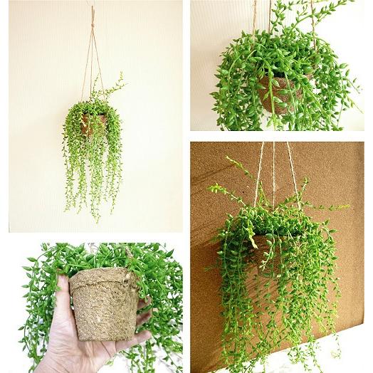 グリーンネックレスハンギング 観葉植物 造花 インテリア ｃｔ消臭 触媒 フェイクグリーン 吊り下げ Bfz125 フェイクグリーン みんとかふぇ 通販 Yahoo ショッピング