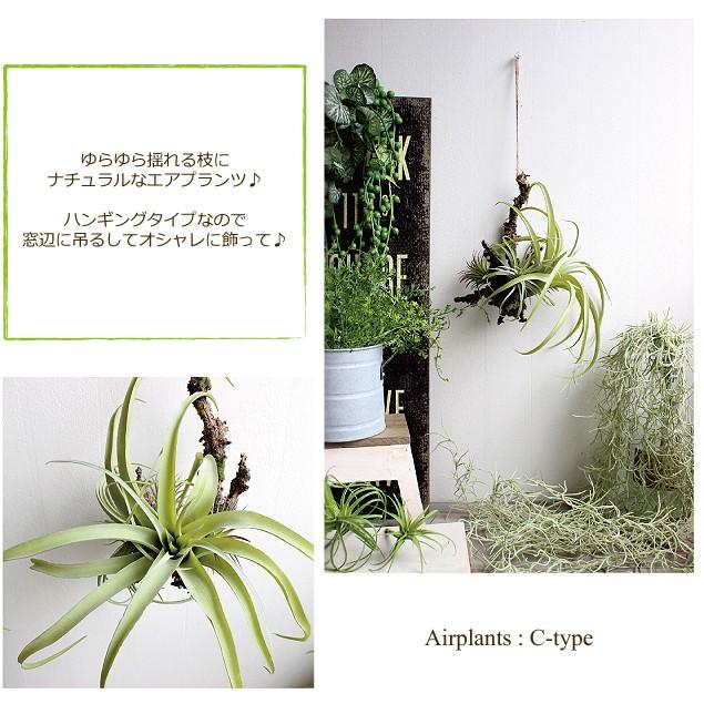 エアプランツハンギング C-type ティランジア 観葉植物 造花 インテリア CT触媒 リアル おしゃれ 吊り下げ 葉っぱ｜e-mintcafe｜02