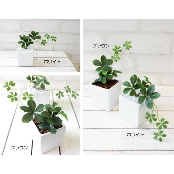 観葉植物 ミニシサスアイビープラント シュガーバイン 造花 インテリア フェイクグリーン｜e-mintcafe｜02