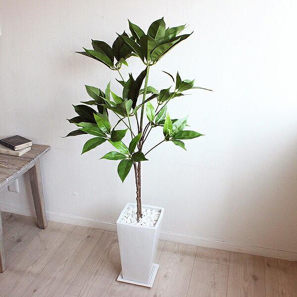 櫻井・有吉the夜会 7月13日(木)放送されました＞ ツピタンサス 115cm