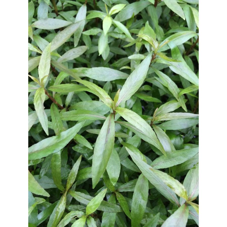 水草 ハイグロフィラ ゴールドブラウン 5本 黄金色のハイグロフィラ メダカにも最適 イイ水草市場 通販 Yahoo ショッピング