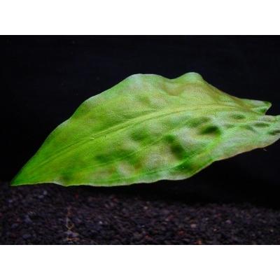 水草 送料安い クリプトコリネ ポンデテフォリア 2株 丈夫 イイ水草市場 通販 Yahoo ショッピング
