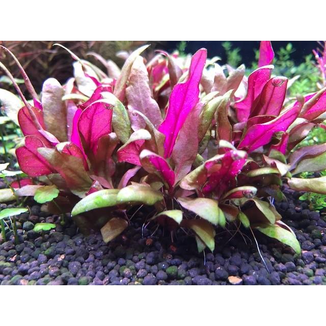 水草 アルテルナンテラレインキー ミニ ３本 無農薬 イイ水草市場 通販 Yahoo ショッピング