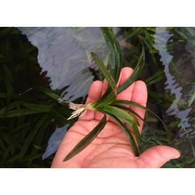 水草 ジャイアントサジタリア ５本 国産 丈夫な水草 イイ水草市場 通販 Yahoo ショッピング