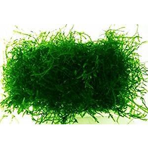 期間限定で特別価格 水草 ウィローモス 綺麗 フードパック一杯 横幅10cm 奥行8cm 深さ2cm 発送時はパックなしで圧縮発送 無農薬