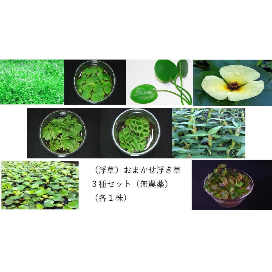 浮草 おまかせ浮き草 ３種セット 無農薬 各１株 付与
