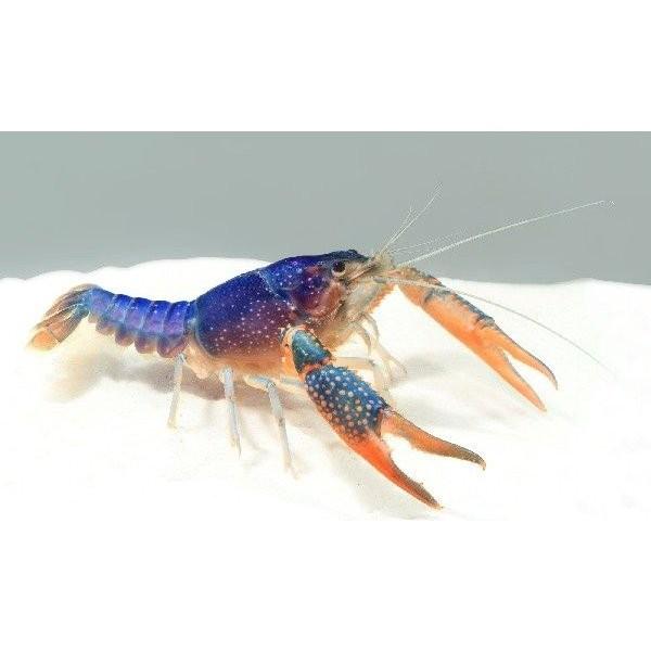 アオザリンzと繁殖液セット 高価値