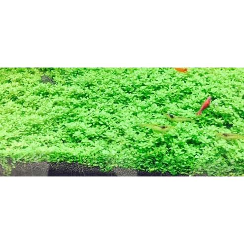 訳あり 栄養素付 お買い得 無農薬 ３セット 品質抜群の有名ファーム産 前景草 キューバパールグラス ５ ５cm 水草