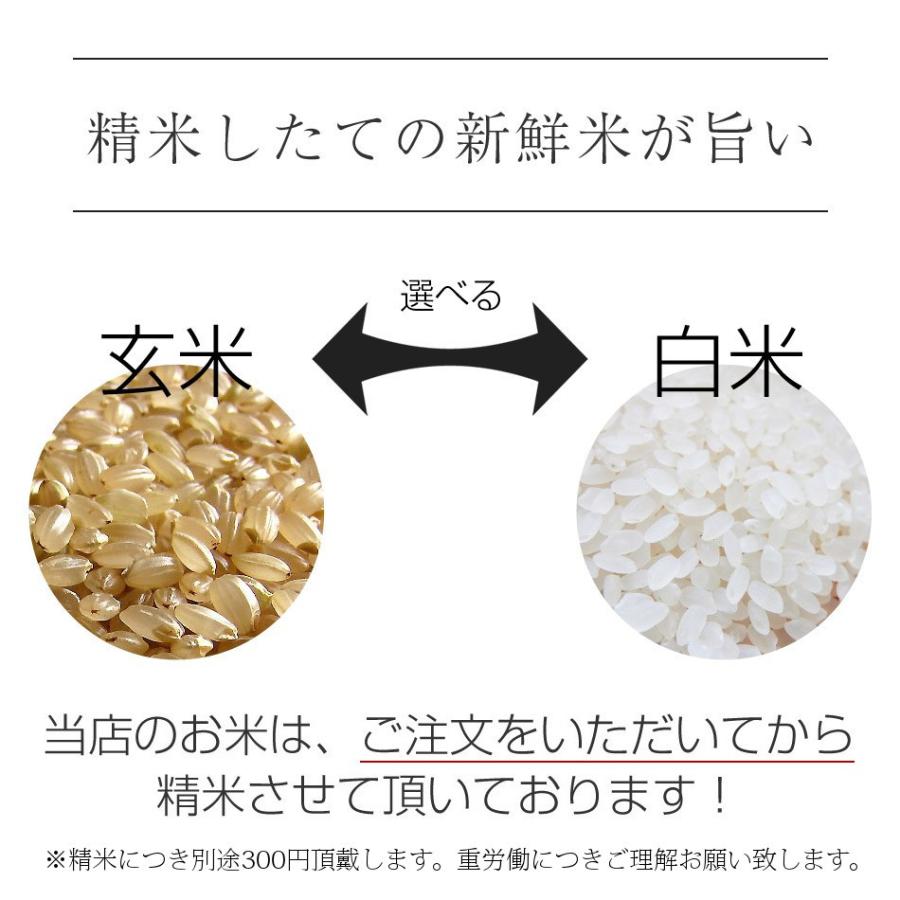 令和5年 2023 新米 コシヒカリ 30kg 玄米 白米 兵庫県産 お米 取り寄せ 通販 産地直送 送料無料 農家直送 減農薬 希少 ブランド米 清嶋米｜e-mpress｜10