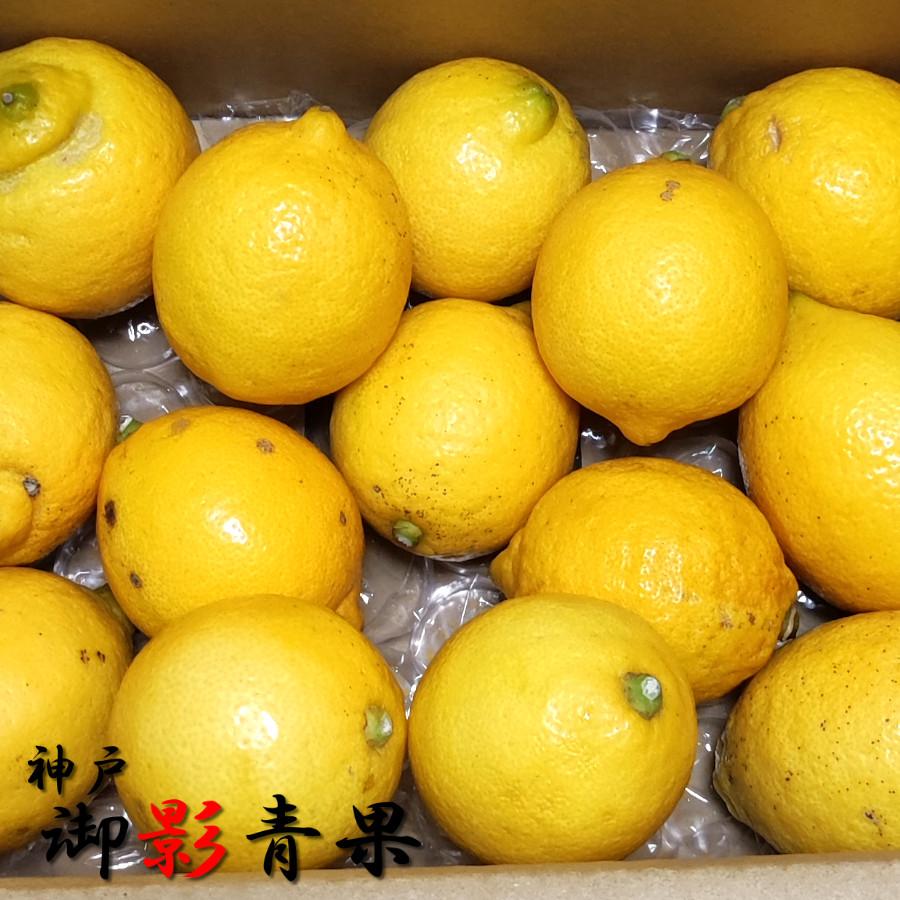 広島県産　はるみ　みかん　無農薬　レモン 1-1024x683.webp