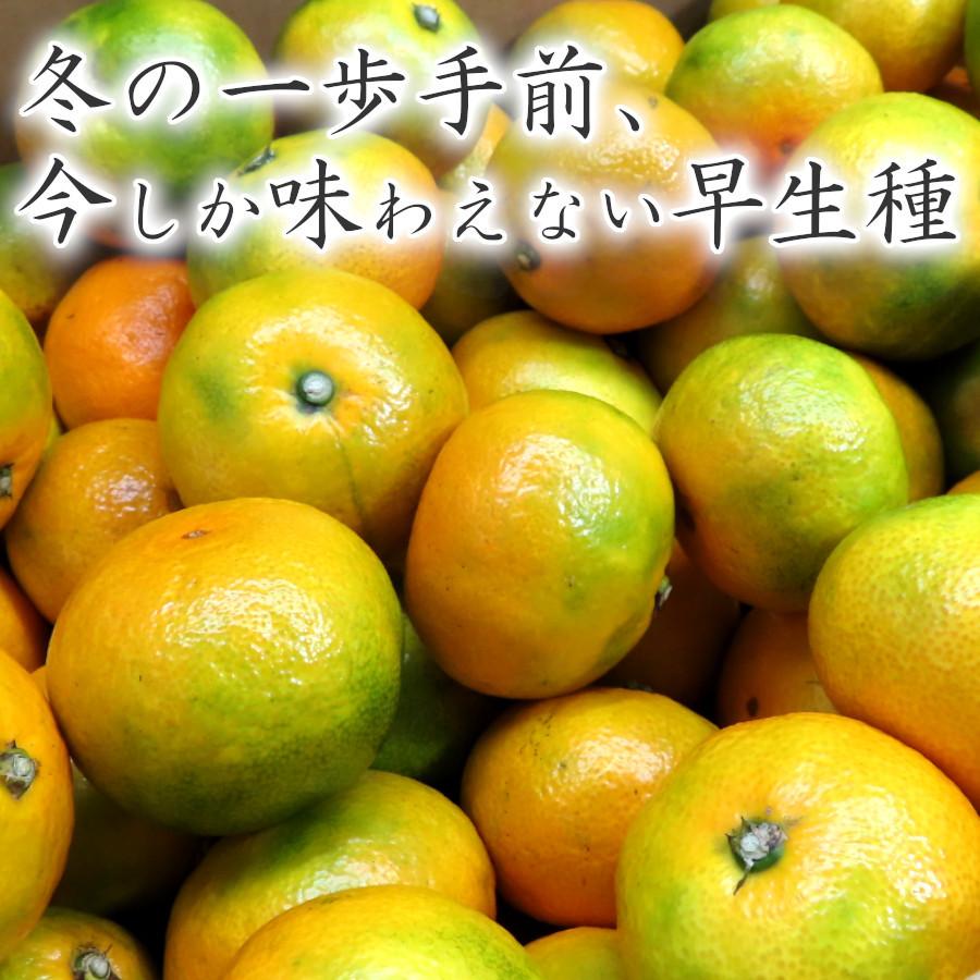 みかん 甘い 5kg 特秀品 小玉 早生種 三豊 温州ミカン 10月 果物 みかん 甘い 5kg 特秀品 小玉 早生種 三豊 温州ミカン 10月 果物