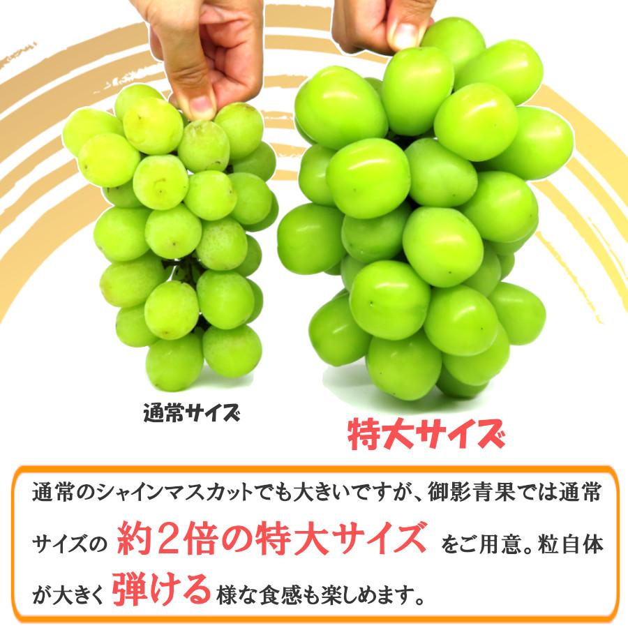 人気提案 大粒特大 秀品1.8~２.1kg 3房入 岡山産 rahathomedesign.com