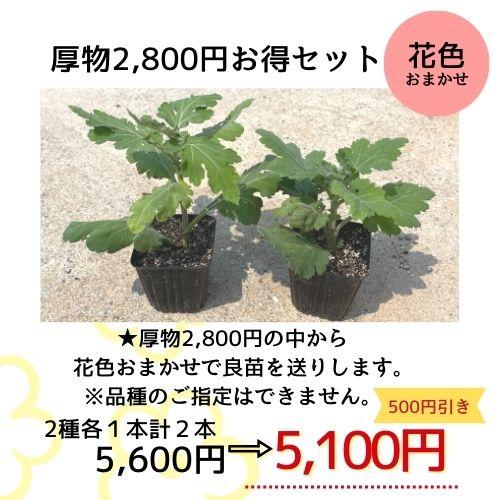 大菊 厚物2,800円お得セット（2品種各1本 計2本）※販売価格1本 2,800円