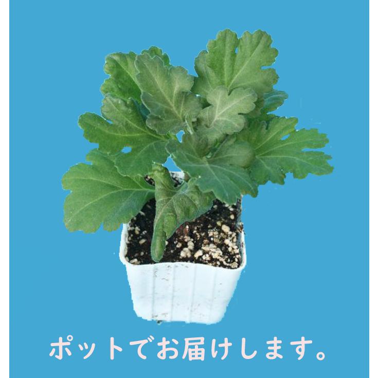 大菊 厚物2,800円お得セット（2品種各1本 計2本）※販売価格1本 2,800円