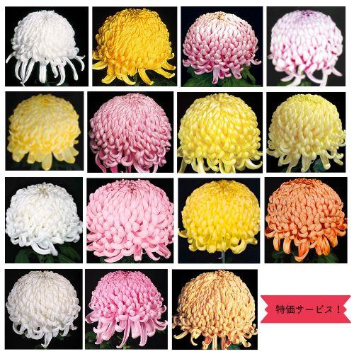 大菊 特価 厚物咲組物 5種各1本 計5本 : e-MUMshop Yahoo!店 大菊 特価 厚物咲組物 5種各1本 計5本 : e-MUMshop Yahoo!店