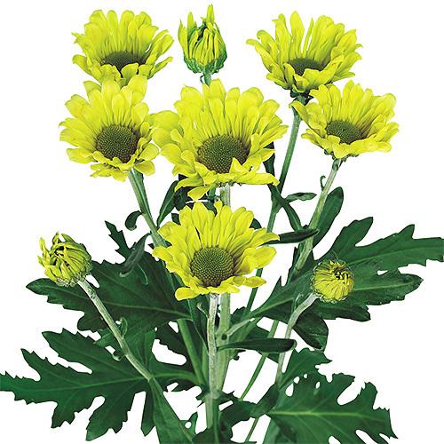 緑菊 グリーンライム : e-MUMshop Yahoo!店 - 通販 - Yahoo!ショッピング
