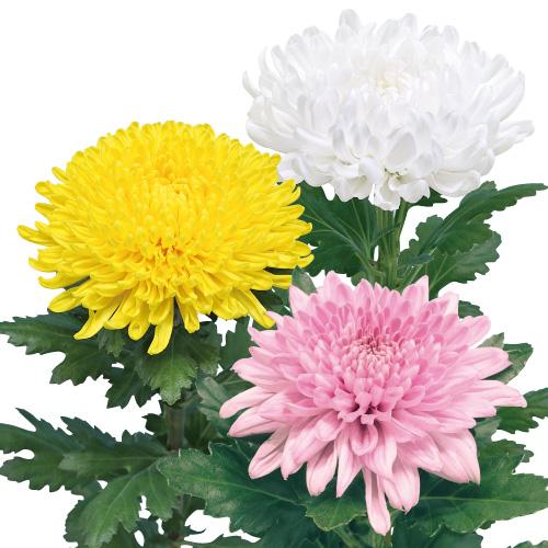 姫春菊の強化苗、５０株セット＋粗品プレゼント＋全国匿名送料無料です＼(^o^)／ サクラブレンド 2026 - フルブルーム | PostCoffee(ポストコーヒー)