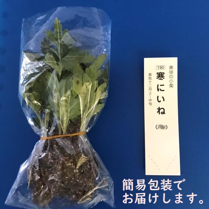 新品種が登場】7月咲の大輪 : e-MUMshop Yahoo!店 - 通販 - Yahoo