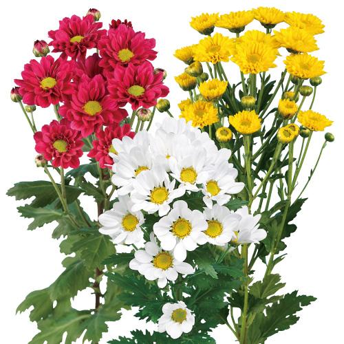 人気商品】7月咲の小菊 : e-MUMshop Yahoo!店 - 通販 - Yahoo!ショッピング