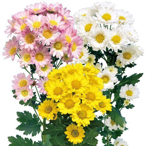 11月咲の小菊 : e-MUMshop Yahoo!店 - 通販 - Yahoo!ショッピング