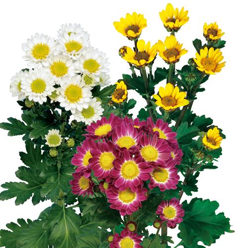 1月咲の小菊 : e-MUMshop Yahoo!店 - 通販 - Yahoo!ショッピング