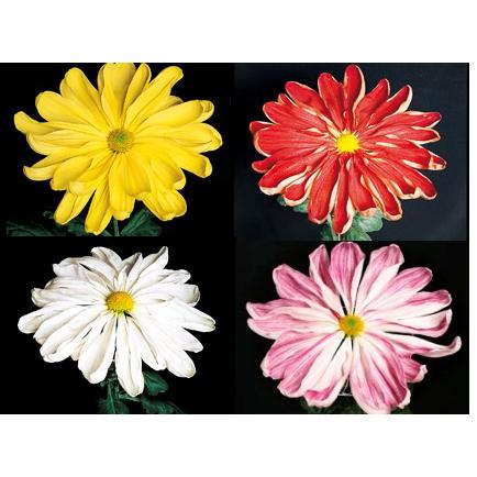 大菊 一文字咲（4品種各1本 計4本） : e-MUMshop Yahoo!店 - 通販
