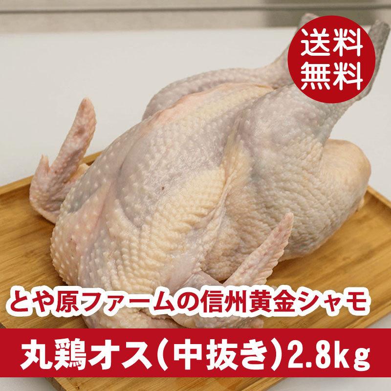シャモ, 軍鶏 強い – XGGM