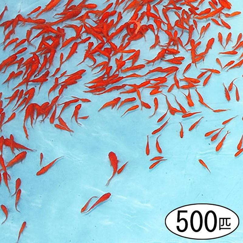 奈良県大和郡山より直送！金魚すくい用(約500匹)の元気な金魚 [※北海道