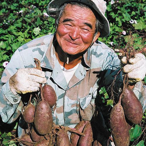 沖縄 お土産 お菓子 元祖紅いもタルト（10個入）｜沖縄土産 紅芋タルト
