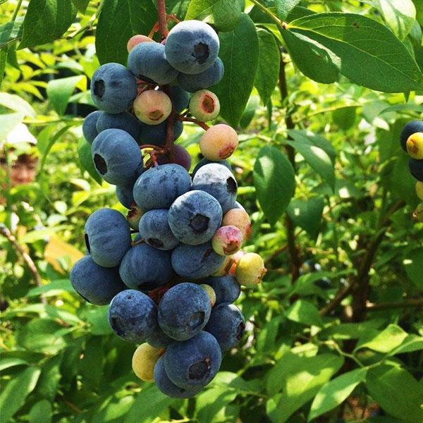 6月の森 ブルーベリーチーズケーキ ナパージュ | 栃木 お取り寄せ 栃木