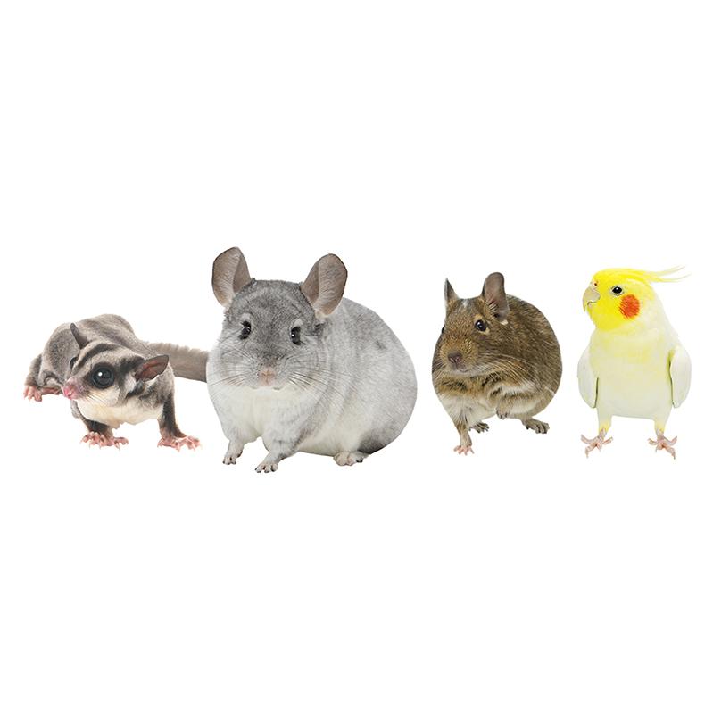 小動物・小鳥用 固定式食器 ワンタッチ固定食器 S 三晃商会 : 小動物