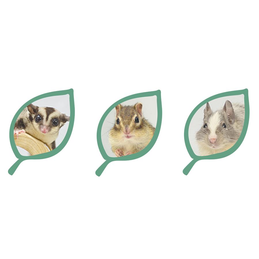 シマリス・フクロモモンガ・デグー用木製ハウス リスモモ アカシア
