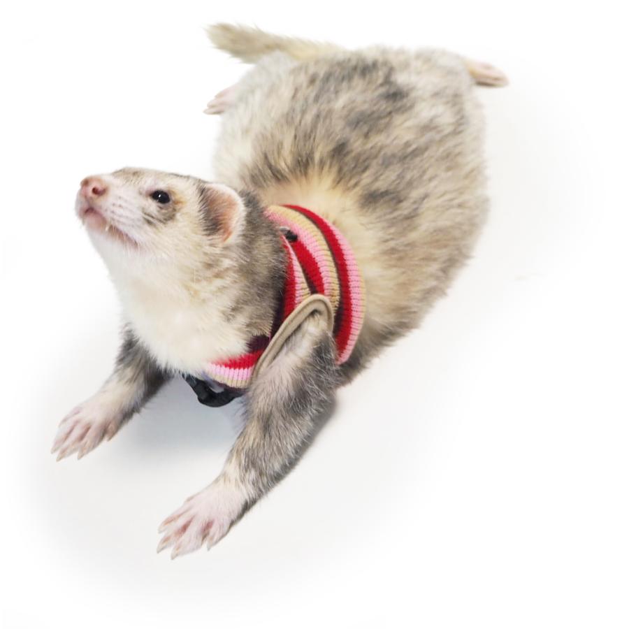 レインボー フェレットのハーネスウエアランランハーネスウエア ボーダーベスト リードは付属していません Ferret Harnesswear Bordervest 小動物用品専門店e ペット屋さん 通販 Yahoo ショッピング