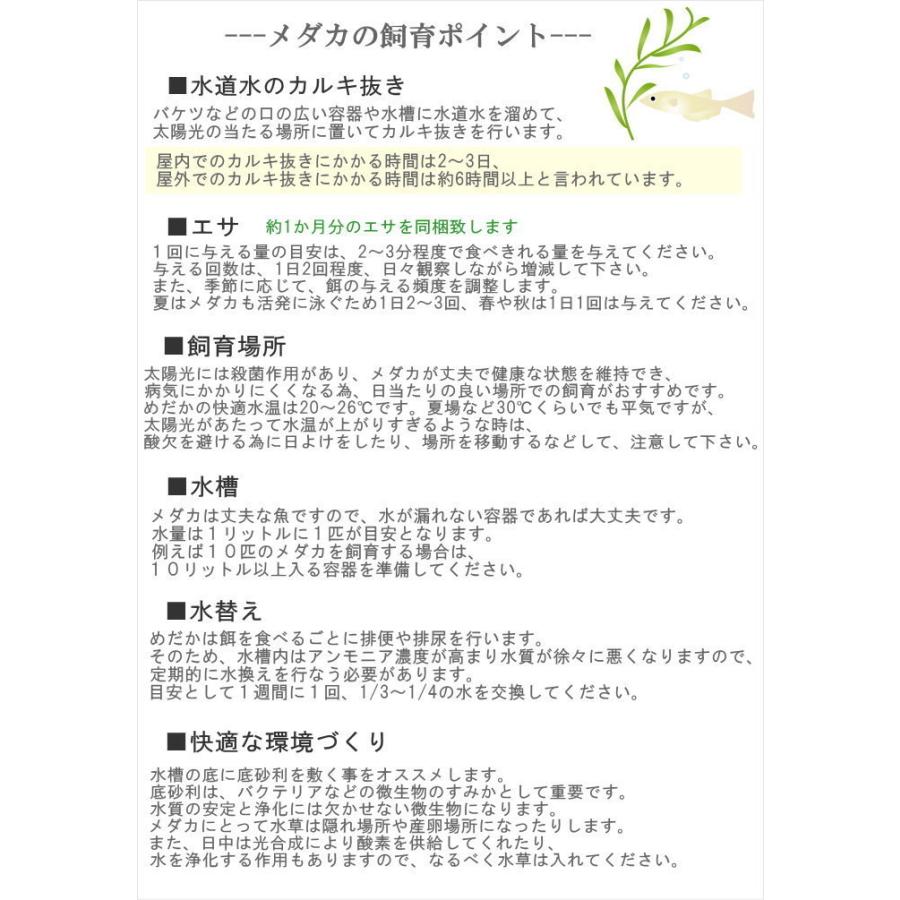 即出荷 めだか メダカ 幹之めだか 青幹之めだか みゆきめだか 成魚 Mサイズ 10匹セット 鉄仮面 雄雌混合 オス メス アクアリウム 生体 鑑賞｜e-pitch｜04