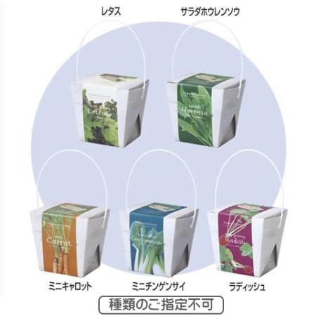ベジコンテナ 野菜栽培セット 種類指定不可 オシャレなパッケージで野菜を栽培 粗品 記念品 21z336g06 Z353k11 イープロム ヤフー店 通販 Yahoo ショッピング