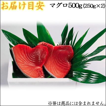 ミナミマグロ中トロ500g(250g×2) 送料無料/刺身/マグロ/まぐろ/南鮪/中