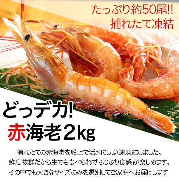 有頭赤えび2kg 送料無料/新鮮船上凍結(50尾前後) :2013-0226:がってん寿司 Yahoo!ショッピング店 - 通販 - Yahoo!ショッピング 有頭赤えび2kg 送料無料/新鮮船上凍結(50尾前後) :2013-0226:がってん寿司 Yahoo!ショッピング店 - 通販 - Yahoo!ショッピング